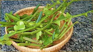 பிரண்டை சுத்தம் செய்யும் முறை செடியில் பறிக்கும் முறை amp Pirandai Adamant Creeper Cleaning Method [upl. by Lucey]