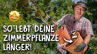 Zimmerpflanzen richtig umtopfen 🌱 Umtopfen in 5 einfachen Schritten [upl. by Jorge347]