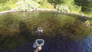 Willowemoc Creek  Brown trout on a dry fly [upl. by Tolman]