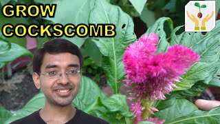 How to Grow Cockscomb  Celosia from Seeds [upl. by Metzgar353]