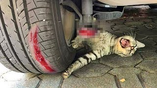 A cat threw herself under a car to save a kitten unaware that [upl. by Eleonore]