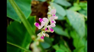 ShalparniDesmodium gangeticumMedicinal Plant exploration [upl. by Enylcaj]