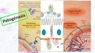 201606  Entamoeba histolytica [upl. by Tnemelc]