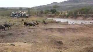 Wildebeest crossing river in Masai Mara Kenya [upl. by Premer]