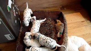 4 weeks old Dalmatian puppies [upl. by Benildas]