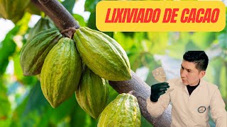 Evaluando nuestro vino del lixiviado mucilago de cacao  Gran experiencia [upl. by Anivahs]