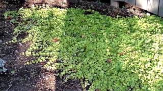 Drought  tolerant ground cover garden [upl. by Stinky]