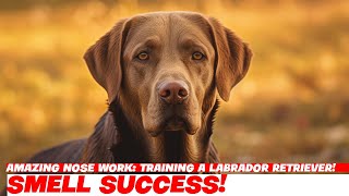 Amazing Nose Work Training a Labrador Retriever [upl. by Leveridge651]