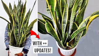 Snake Plant Propagation in Water and Soil by Leaf Cuttings Sansevieria [upl. by Lonee]