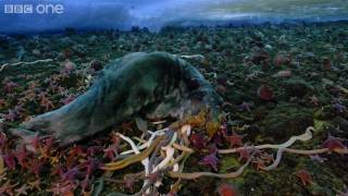 Life  Timelapse of swarming monster worms and sea stars  BBC One [upl. by Cardwell]