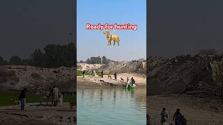 Hunting 🦮dog hunting trending viral naqvivlogs village mianwali [upl. by Remoh112]