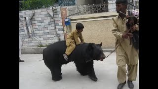 Bear Fighting with Little Kid [upl. by Russ]