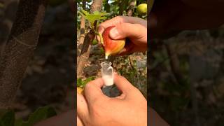 Organic Fig Milk Collecting for Skincare satisfying HappyFarm85 [upl. by Atsugua]