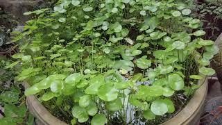 How to propagate water Hydrocotyle verticillata plant [upl. by Alguire]