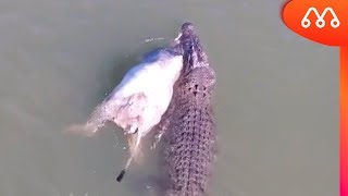 CROCODILO GIGANTE ARRASTA VACA EM RIO [upl. by Milicent]