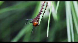 imperialis cecropia and regalis caterpillars  2nd instar feeding [upl. by Spalding]