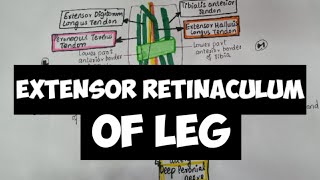 Extensor Retinaculum of LEG 🦶🦶👣 [upl. by Oterol877]