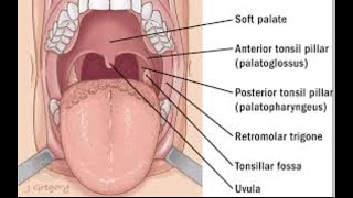 Anatomy of the tonsillar fossa definition boundaries and contents [upl. by Anom]