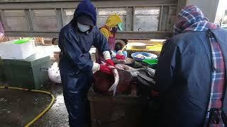 魚市繁忙時刻！竹圍漁港之旅English Busy Fish Market Moments Touring Bamboo Weir Fishing Port [upl. by Vilhelmina]