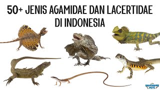 50 Jenis Kadal Agamidae dan Lacertidae di Indonesia [upl. by Aguie]