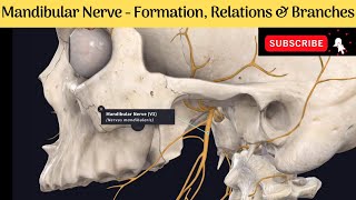 Visual Description DissectionCerebral Surface Vasculature amp Associated Meninges l Protocol Preview [upl. by Renrag]