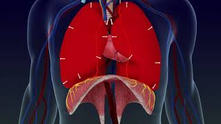 Lungpacer Diaphragm Pacing Therapy [upl. by Emee]