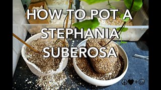 HOW TO POT YOUR STEPHANIA SUBEROSA [upl. by Halyak]