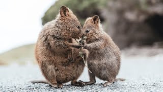 Adorable Quokka Videos A Close Look at the Worlds Happiest Animal Quokka [upl. by Flanna]