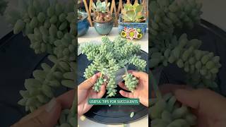 Useful tips for succulents 🪴 다육이들 succulent suculentas plants [upl. by Llerat]