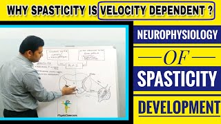 NEUROPHYSIOLOGY OF SPASTICITY DEVELOPMENT MECHANISM OF HYPERACTIVE STRETCH REFLEX [upl. by Anyahs]