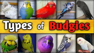 TYPES OF BUDGIES l Rare Budgies l Budgies Types l Budgies l Budgies Colors l Ahmad Farming [upl. by Hertberg]