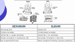 31 Abdomen Differences between jejunum amp ileum [upl. by Nairret]