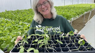 Seeding hydroponic tomatoes and spinach in November [upl. by Yltneb]