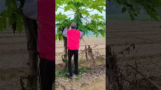 khet wale a gaye 🫣😱🥹😭 viral trending 🔥🔥 shorts video [upl. by Elva]