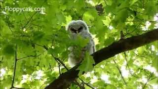 Barred Owlet in Sugar Maple Tree on May 9 2013  ねこ  ラグドール  Floppycats [upl. by Kroy321]