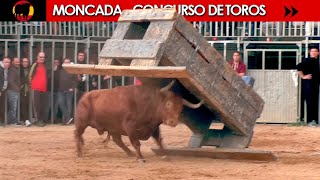 CONCURSO DE TOROS ◾ MONCADA ◾ Benavent  Alba Atenea  FMachancoses GVidal  Parejo  H Cali [upl. by Namilus]