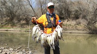 22224 White Bass run on the Nueces River [upl. by Andrey]