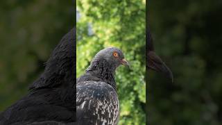 Perfect nature pigeon piano birds photography [upl. by Vogele]