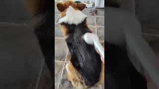 Asmr  One button released just for easy shedding your petaumuca petcare asmr cute dogs [upl. by Dyanna564]