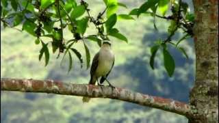 songbird  Aves Santander  Tropical Mockingbird Singvögel  sousordre doiseaux [upl. by Nwadal846]