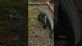 5 Crocodilos Mortais crocodilos alligator curiosidades animals biologia [upl. by Notirb]