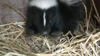 Baby skunk warning stomps [upl. by Chafee]