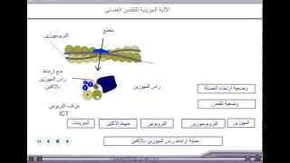 الآلية الجزيئية للتقلص العضلي  للثانية بكالوريا [upl. by Rdnaskela641]