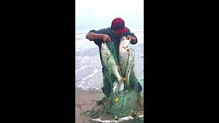 Mira Pescadores Sacan su Red y no te Imaginas los Pescados Gigantes que Atrapan en Mar [upl. by Kettie980]