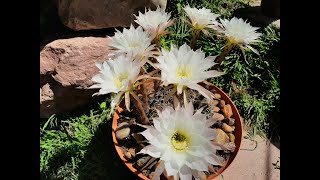 Cuidados del cactus Echinopsis ancistrophora [upl. by Hassi]