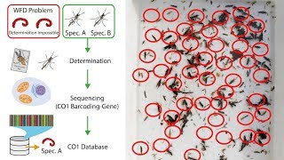 Assessment of Stream Health with DNA Metabarcoding [upl. by Ydnyc]