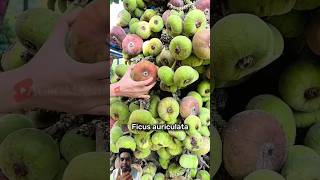 Buah arah jumbo atau dengan nama latin FICUS AURICULATA yang dapat dimakan buah fruit [upl. by Uamak]