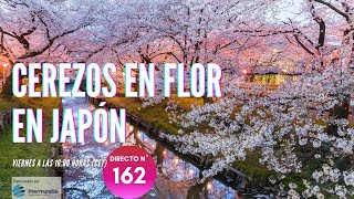 CEREZOS EN FLOR EN JAPÓN 🇯🇵 JAPÓN EN DIRECTO Nº 162 [upl. by Awuhsoj851]