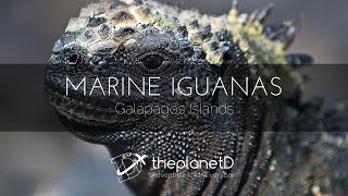 Amazing Marine Iguanas Feeding Underwater in Galapagos Islands [upl. by Anaiad]