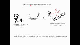 CORSO DI BIOLOGIA CELLULARE 1  LEZIONE 4 DI 23  RECETTORI DI MEMBRANA  PARTE 1 [upl. by Yesiad]